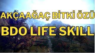 BDO Kertenkele Nebati  Life Skill  Black Desert Online Schrutify [upl. by Ecirual]