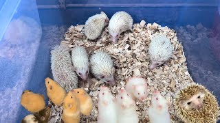 Hedgehog 🦔 and hamster 🐹  breeding farm  in India [upl. by Eitten848]