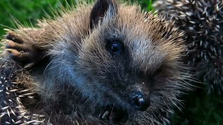 The Hedgehog Farm in Vestfossen Øvre Eiker Norway [upl. by Simetra]