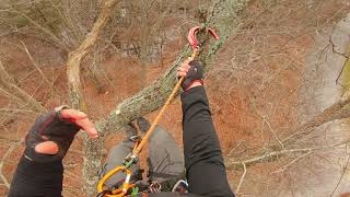 SRT climbing Traversing TreeTops Climbing with DMM Captain Hook RopeWrench Petzl ZigZag [upl. by Hsihsa]