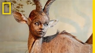 HumanLooking Faces on Animal Bodies Taxidermy as Art  National Geographic [upl. by Yrocal]