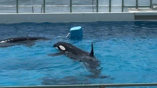 癒し系 優雅に戯れるシャチ Relaxing Orcas Playing Gracefully 【Kamogawa Sea World】 [upl. by Julienne791]