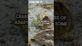 10 Fascinating Facts About Crabs  KNOW iT [upl. by Moser]