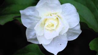 Trillium grandiflorum with Dan Jaffe [upl. by Gelya]