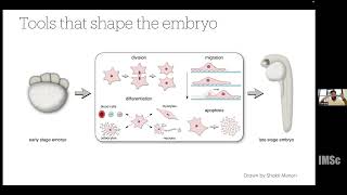 Role of intercellular adhesion in cell migration  A cellular potts model perspective [upl. by Maller]