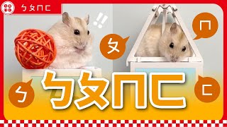 Zhuyin Introduction with Hamsters 🐹 跟著可愛倉鼠一起學注音🐹 [upl. by Anitrak]