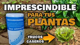 Aplica BICARBONATO en tus Plantas y MIRA QUE PASA  Fungicida Casero e Insecticida Ecológico [upl. by Eimmij]