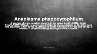 Medical vocabulary What does Anaplasma phagocytophilum mean [upl. by Leatrice]