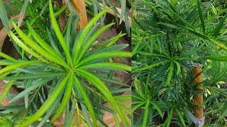 Beginners Guide to Podocarpus Plant  How to Care For Podocarpus  RM Garden [upl. by Cloutman]