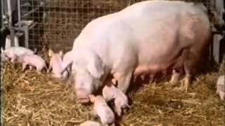 Pusteblume  Ein Schwein im Schaukelstuhl18021979  Folge 7 [upl. by Hsekar730]