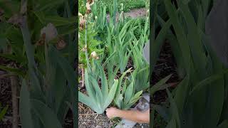 Deadheading Irises SHORT [upl. by Grail]