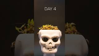 SKULL Growing Cress  Halloween Timelapse [upl. by Naamann]