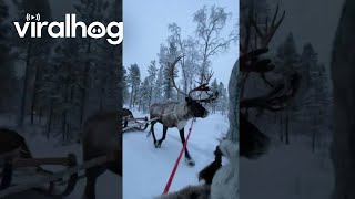 Reindeer Run Away While Towing Humans  ViralHog [upl. by Yemac]