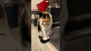 Hi Hazel A Measured Response cat cute funny dadjokes laugh [upl. by Cordova]