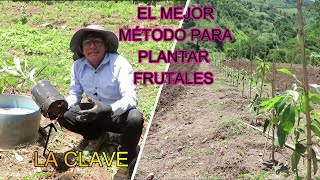 8 Cómo Plantar un Árbol Frutal en 6 Pasos  🥑Aguacate HASS  MIAF y Sembrando vida [upl. by Didi]