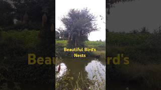 Beautiful nests birdnest nature viralshorts [upl. by Doone]