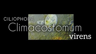 Climacostomum virens Ciliophora  Secuencia 13 [upl. by Bohman]