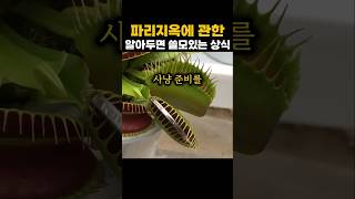 파리지옥에 관한 알아두면 도움되는 상식약혐 주의 [upl. by Linetta]