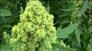 Quinoa grow your own super food [upl. by Ailisab]