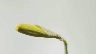 Daffodil flower opening time lapse [upl. by Lednor]