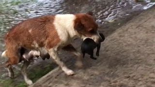 Mother Dog Carries Wet Puppies to Safety  ViralHog [upl. by Nelda209]