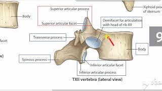 Atypical thoracic vertebrae 2 [upl. by Menedez633]