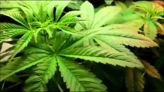 Cannabis plant growing  TIMELAPSE [upl. by Rolanda208]