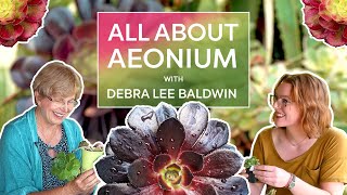 All About AEONIUM with Debra Lee Baldwin [upl. by Htinnek]