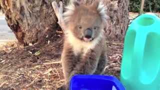 Adorable Thirsty koala [upl. by Bevan]