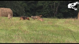 Dog Fights Off Three Coyotes  Coyote Hunting With Decoy Dog [upl. by Buchalter]