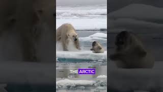 Three Fun Facts about Polar Bears animalfacts lion [upl. by Lindemann]