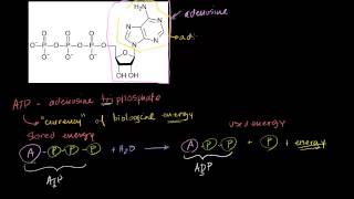 الأدنوسين ثلاثي الفوسفات ATP [upl. by Lerak]