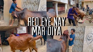 Red Eye nay maar diya 😨  Animals Vlog  pet Vlog  Daily Vlog  Noni Goshi world [upl. by Drislane991]