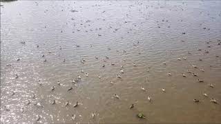 Philippine Ducks in Malasi Lake in Cabagan Isabela [upl. by Aseram]