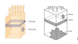 Epithelial polarity  Epithelial specializations [upl. by Abrahamsen]