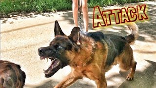 German Shepherd VS BOXER DOG [upl. by Ulises]