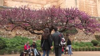 El Ãrbol del Amor planta del mes de Abril en la Alhambra [upl. by Cheney]