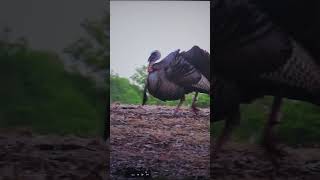 Keep their heads ringin🦃😎☠️ headshot turkey hunting boom slomo cantstoptheflop [upl. by Modie]