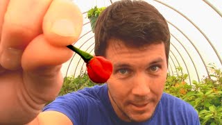 EATING the Worlds Smallest Carolina Reaper Pepper  Hottest Pepper Challenge [upl. by Ikcir331]