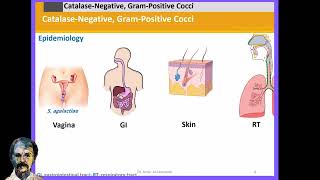 Diagnostic Microbiology StreptococciA [upl. by Odama225]