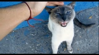 GATO QUE CANTA Video Extraño [upl. by Llenaej]