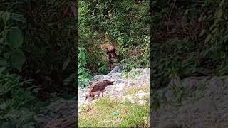 babies peahen 🦚birds birdlovers [upl. by Intruok]