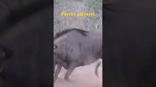 Perros salvajes atacan [upl. by Coleen]