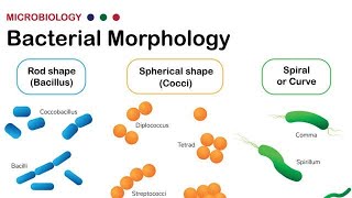 Morphology of Bacteria  Structural forms of Bacteria Spirilla Bacilli and Cocci [upl. by Payton]