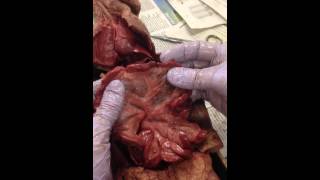 Mink Dissection 10 The Mesentery [upl. by Ramirolg]