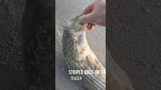 Striped Bass on the sand eel gurgler teaser with live sand eel fishing longisland newyork [upl. by Medlin]