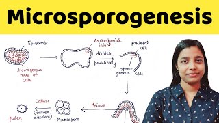 Microsporogenesis  types of anther wall development  BSc  MSc  TGT  PGT  NEET [upl. by Nicol]