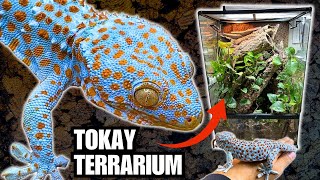 UPGRADING THE TOKAY TERRARIUM  TAMING MY TOKAY GECKOS WITH FOOD [upl. by Elkraps]