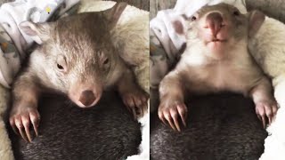 OMG You Wont Believe How Cute These Wombats Are 18 [upl. by Meedan800]