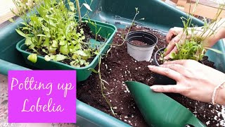 Potting Up Lobelia Grown from Seed  Chilled Garden Session 💜 [upl. by Tterag]